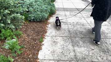 Free download Cannonball Casserole video and edit with RedcoolMedia movie maker MovieStudio video editor online and AudioStudio audio editor onlin