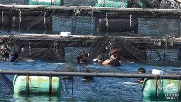 Free download Captured Dolphins Given Only Hours To Recover Before A Stressful Transfer video and edit with RedcoolMedia movie maker MovieStudio video editor online and AudioStudio audio editor onlin