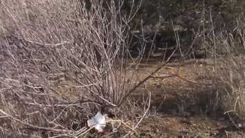 Free download Capture Passion (2018) video and edit with RedcoolMedia movie maker MovieStudio video editor online and AudioStudio audio editor onlin