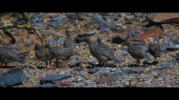 Free download Carefree: Birds of Summer IV video and edit with RedcoolMedia movie maker MovieStudio video editor online and AudioStudio audio editor onlin