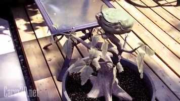 Free download Carmnivorous Plant video and edit with RedcoolMedia movie maker MovieStudio video editor online and AudioStudio audio editor onlin