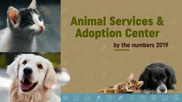 Free download Carrollton Animal Adoption Center video and edit with RedcoolMedia movie maker MovieStudio video editor online and AudioStudio audio editor onlin