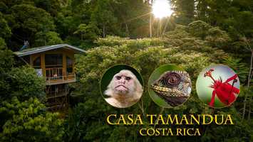 Free download Casa Tamandua video and edit with RedcoolMedia movie maker MovieStudio video editor online and AudioStudio audio editor onlin