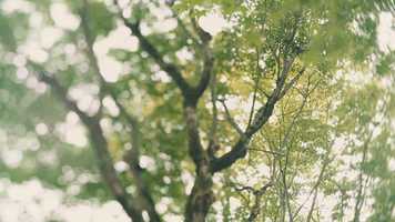 Free download Catalina_Alexander_WEDDING_FILM_TEASER_3min video and edit with RedcoolMedia movie maker MovieStudio video editor online and AudioStudio audio editor onlin