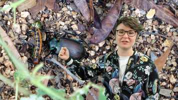 Free download Caterpillar Science and Dreamtime Stories video and edit with RedcoolMedia movie maker MovieStudio video editor online and AudioStudio audio editor onlin