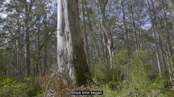 Free download caves wadandi boodja final review video and edit with RedcoolMedia movie maker MovieStudio video editor online and AudioStudio audio editor onlin