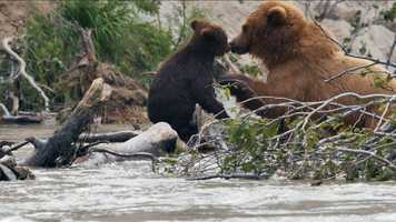 Free download CDFF 2020 Trailer altered v1 no subs video and edit with RedcoolMedia movie maker MovieStudio video editor online and AudioStudio audio editor onlin