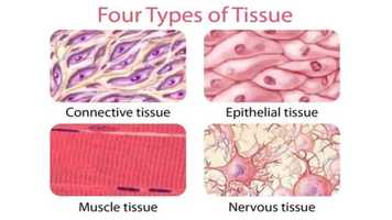 Free download Cells, Tissues and Organs || The Science Alliance video and edit with RedcoolMedia movie maker MovieStudio video editor online and AudioStudio audio editor onlin