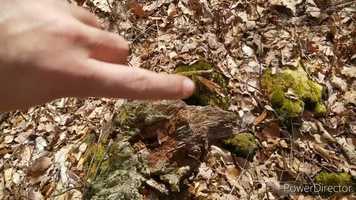Free download Central, MA Geocache Challenge Planting video and edit with RedcoolMedia movie maker MovieStudio video editor online and AudioStudio audio editor onlin