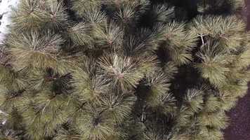 Free download Chadwicks First short drone film. video and edit with RedcoolMedia movie maker MovieStudio video editor online and AudioStudio audio editor onlin