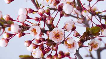 Free download CHANEL // Capsum video and edit with RedcoolMedia movie maker MovieStudio video editor online and AudioStudio audio editor onlin