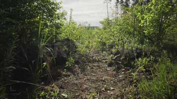 Free download Chaotic Forest Stock Video video and edit with RedcoolMedia movie maker MovieStudio video editor online and AudioStudio audio editor onlin