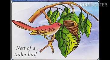 Free download Chapter 4 Nesting Habits of Birds� video and edit with RedcoolMedia movie maker MovieStudio video editor online and AudioStudio audio editor onlin