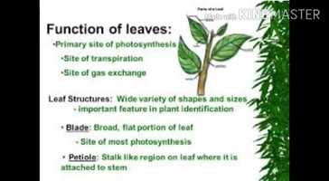 Free download Chapter-4 Plant life video and edit with RedcoolMedia movie maker MovieStudio video editor online and AudioStudio audio editor onlin