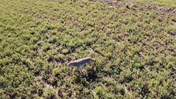 Free download Chasing the Phoenix Coyotes video and edit with RedcoolMedia movie maker MovieStudio video editor online and AudioStudio audio editor onlin