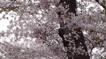 Free download Cherry blossom scene 1 video and edit with RedcoolMedia movie maker MovieStudio video editor online and AudioStudio audio editor onlin