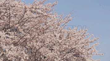 Free download Cherry Blossoms Stock Video video and edit with RedcoolMedia movie maker MovieStudio video editor online and AudioStudio audio editor onlin