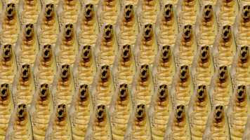 Free download chorus of larvae sings a sad song video and edit with RedcoolMedia movie maker MovieStudio video editor online and AudioStudio audio editor onlin