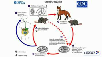 Free download Ciclo de vida Capillaria hepatica video and edit with RedcoolMedia movie maker MovieStudio video editor online and AudioStudio audio editor onlin