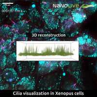 Free download Cilia visualization with Nanolive imaging in Xenopus cells video and edit with RedcoolMedia movie maker MovieStudio video editor online and AudioStudio audio editor onlin