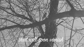 Free download Cine Haiku video and edit with RedcoolMedia movie maker MovieStudio video editor online and AudioStudio audio editor onlin