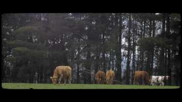 Free download Cinema 35mm video and edit with RedcoolMedia movie maker MovieStudio video editor online and AudioStudio audio editor onlin