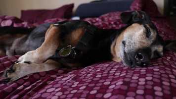 Free download Cinema Poem II: Pabst Nap video and edit with RedcoolMedia movie maker MovieStudio video editor online and AudioStudio audio editor onlin