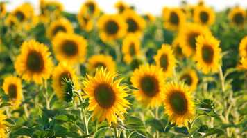 Free download Circles by Emil G. Music video and edit with RedcoolMedia movie maker MovieStudio video editor online and AudioStudio audio editor onlin