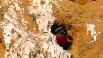 Free download Climate action video and edit with RedcoolMedia movie maker MovieStudio video editor online and AudioStudio audio editor onlin