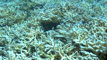 Free download Climate change_exemple video and edit with RedcoolMedia movie maker MovieStudio video editor online and AudioStudio audio editor onlin