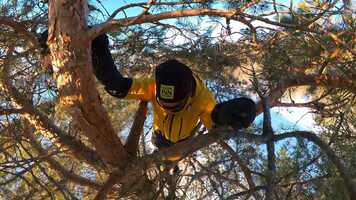 Free download climbing a tree video and edit with RedcoolMedia movie maker MovieStudio video editor online and AudioStudio audio editor onlin