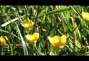Free download Closeup Of Buttercups (Wide Screen) video and edit with RedcoolMedia movie maker MovieStudio video editor online and AudioStudio audio editor onlin