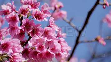 Free download Close-Up Of Cherry Blossoms Stock Video video and edit with RedcoolMedia movie maker MovieStudio video editor online and AudioStudio audio editor onlin
