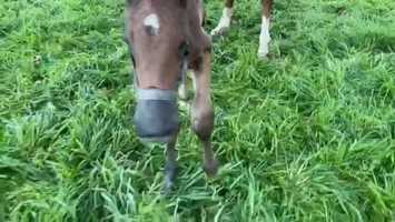 Free download Cloud Song x Merchant Navy Colt Foal video and edit with RedcoolMedia movie maker MovieStudio video editor online and AudioStudio audio editor onlin