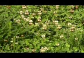 Free download Clover (Wide Screen) video and edit with RedcoolMedia movie maker MovieStudio video editor online and AudioStudio audio editor onlin