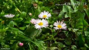 Free download COBBLER, COBBLER video and edit with RedcoolMedia movie maker MovieStudio video editor online and AudioStudio audio editor onlin