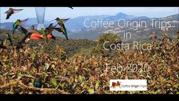 Free download Coffee Origin Trips in Costa Rica video and edit with RedcoolMedia movie maker MovieStudio video editor online and AudioStudio audio editor onlin