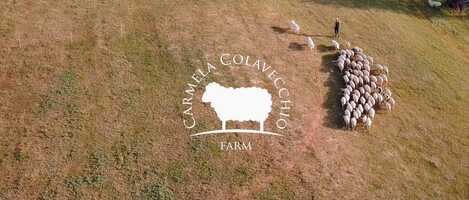 Free download Colavecchio farm - Cheese making video and edit with RedcoolMedia movie maker MovieStudio video editor online and AudioStudio audio editor onlin