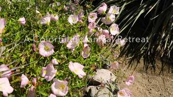 Free download Colony 29 Palm Springs video and edit with RedcoolMedia movie maker MovieStudio video editor online and AudioStudio audio editor onlin