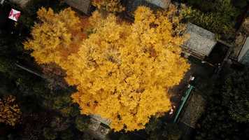 Free download Colours of China Trailer (Deutsch) video and edit with RedcoolMedia movie maker MovieStudio video editor online and AudioStudio audio editor onlin