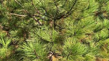 Free download Conifer ID Tree #1b video and edit with RedcoolMedia movie maker MovieStudio video editor online and AudioStudio audio editor onlin