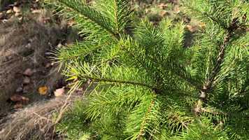 Free download Conifer ID Tree #6 video and edit with RedcoolMedia movie maker MovieStudio video editor online and AudioStudio audio editor onlin