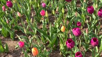 Free download Conservatory Garden, Central Park, New York City video and edit with RedcoolMedia movie maker MovieStudio video editor online and AudioStudio audio editor onlin