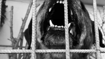 Free download CO RAIVA #1 video and edit with RedcoolMedia movie maker MovieStudio video editor online and AudioStudio audio editor onlin