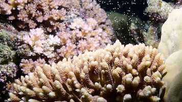 Free download Coral Spawning 2019 video and edit with RedcoolMedia movie maker MovieStudio video editor online and AudioStudio audio editor onlin