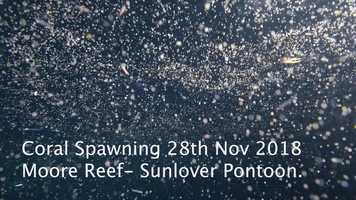 Free download CORAL SPAWNING-NOVEMBER 2018 video and edit with RedcoolMedia movie maker MovieStudio video editor online and AudioStudio audio editor onlin