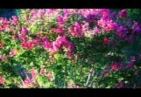 Free download Crape Myrtle Blossoms 5 (Wide Screen 16:9) video and edit with RedcoolMedia movie maker MovieStudio video editor online and AudioStudio audio editor onlin