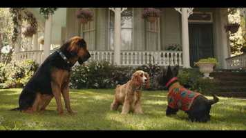 Free download Creative Content: Lady  The Tramp Adoption video and edit with RedcoolMedia movie maker MovieStudio video editor online and AudioStudio audio editor onlin