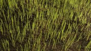 Free download Crea velocemente un bel prato con Quick Action video and edit with RedcoolMedia movie maker MovieStudio video editor online and AudioStudio audio editor onlin