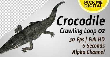 Free download Crocodile Crawling Loop 02 | Motion Graphics - Envato elements video and edit with RedcoolMedia movie maker MovieStudio video editor online and AudioStudio audio editor onlin